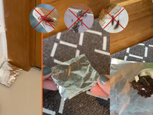 Adeus insetos: receita caseira com 3 ingredientes espanta formigas, traças e baratas da sua casa