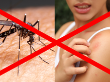 Dica de dona de casa não tem erro: é isso que elas fazem para manter os mosquitos longe. É muito fácil!