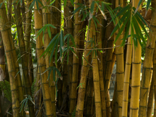 É tão rápido que até merece mágica: essa planta cresce um metro por dia e pode transformar o seu quintal