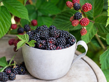 Amora está cara? Aprenda como cultivar em casa e sempre ter essa frutinha a disposição