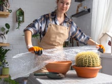 Se você tiver plástico bolha em casa, não estoure: é um tesouro para suas plantas, segredo dos jardineiros é revelado