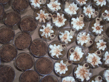 Brigadeiro cremoso de café no copinho