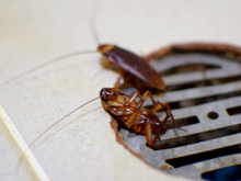 Fiz e deu certo: receita caseira mata baratas em 1 hora