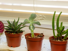 Essa planta odiada por moscas é perfeita para você ter na sua janela