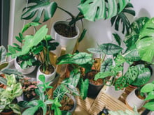 Minhas plantas sobrevivem às viagens sem rega graças a este truque com babosa: basta misturar com água antes de sair de casa