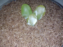 Brigadeiro diet de abóbora