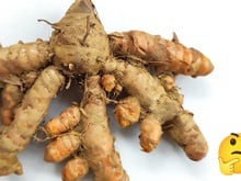 Gengibre murcho ou brotando nunca mais: essa é a melhor forma de armazenar e ele fica fresquinho por até 6 meses