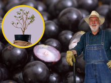 Aprendi como plantar jabuticaba no vaso com um jardineiro: atenção ao tamanho do vaso