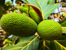 A fruta com textura de pão: surpreenda-se com essa fonte de energia natural e barata