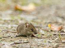 Descubra o que colocar na porta da casa para impedir a entrada de ratos