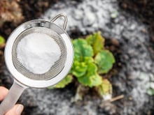 Para que serve polvilhar bicarbonato de sódio no jardim e nas plantas? Veja se vale a pena e como usar a dica