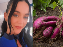 A batata-doce de Katy Perry: como foguete com a cantora coloca o Brasil na agricultura espacial e exalta cientistas brasileiros