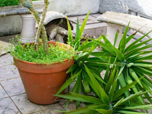 Chuva forte à vista: o que fazer com suas plantas antes da chegada do ciclone