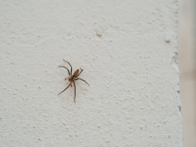 Esse truque simples com apenas dois ingredientes protegerá sua casa das aranhas