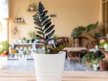 5 plantas com folhas pretas para ter em casa e trazer elegância para os cômodos
