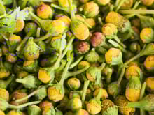 Jambu: confira os benefícios para a saúde