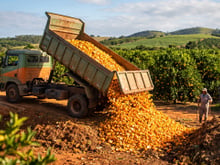 Em 1997, eles cobriram uma paisagem árida na Costa Rica com 12 mil toneladas de cascas de laranja. Dezesseis anos depois, ninguém reconhecia a paisagem