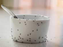 Eu fiz aqui em casa e deu certo, truque simples é mágico contra formigas e baratas!