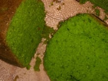 Bolo de agrião