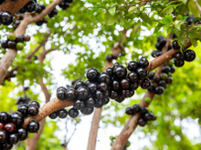 Festival de Jabuticaba de Ariquemes atrai turistas que querem degustar fruto diretamente do pé