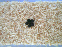 Sanduíche de Verão