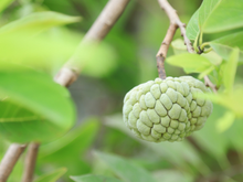 Pouco conhecida, essa pinha diferente produz muito e cabe em qualquer quintal