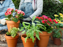 Sua casa florida em pouco tempo: 7 tipos de flores que crescem rápido