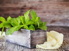 5 benefícios do consumo de hortelã