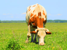 Por que não comemos grama nem capim
