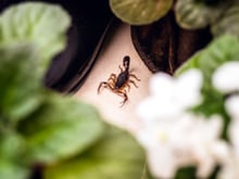 As 3 plantas comuns que mais atraem escorpiões e não devem estar no seu jardim