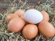 Principais diferenças entre vários tipos de ovos