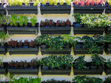 Horta vertical: Como fazer uma hortinha natural na sua cozinha e ter mais frescor na comida?