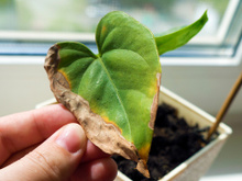 Como identificar e acabar com pragas mais comuns nas plantas usando receitas caseiras