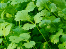 Saiba mais sobre o polêmico coentro