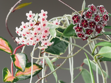 Nem zamioculca, nem lavanda, nem jasmim: essa planta cheia de cores e perfume vai dar um toque especial para a sua casa