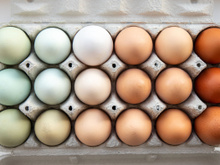 As calorias do ovo variam de acordo com a cor da casca? Aqui está a resposta da nutricionista