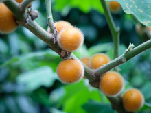 Fruta esquecida por muitos tem 10 vezes mais vitamina C que a laranja e outros benefícios