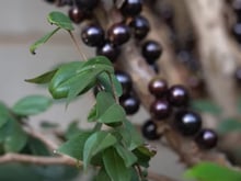 Com esse adubo caseiro o seu pé de jabuticaba vai explodir de tantos frutos: aprenda também como cultivar, regar e podar a jabuticabeira