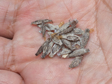 Adeus traças nos livros e armários: saiba como eliminar esses bichinhos da sua casa de forma definitiva e preservar os seus pertences