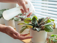 Quando não borrifar água com vinagre nas suas plantas: truque caseiro exige cuidado para não acabar com elas!