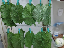 Pare AGORA de comer couve se você não segue esse passo: você pode correr risco de intoxicação!