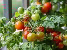 A erva que você deve cultivar perto dos tomates para uma planta mais saudável e frutos mais saborosos