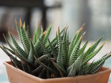 Conheça 5 tipos de suculentas para ter em casa