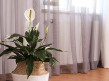 Meu lírio-da-paz não estava crescendo nem florindo porque cometi alguns erros, mas agora vou te ensinar como resolvê-los