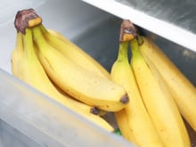 Com quantos você descobriu que esse é o jeito certo de guardar banana para que ela não amadureça rápido demais?