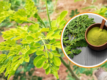 Conheça a moringa, planta poderosa que protege o fígado, imunidade e intestino
