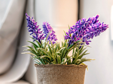 O segredo das lavandas: o item simples no solo que transforma as flores em uma planta exuberante