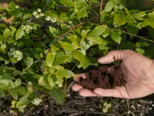 Não jogue borra de café fora! Elas são especialmente úteis para essas plantas, vão crescer sem parar!