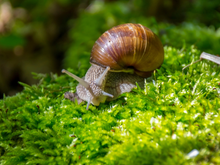 Se você vir um caracol andando pela sua casa ou jardim, nós lhe diremos o que isso significa e por que é algo bom