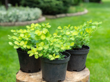 Poucos jardineiros sabem: truque simples transforma vasos de plástico velhos em algo genial para o quintal